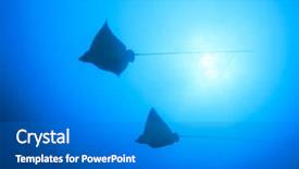  Presentation with eagle - Amazing PPT layouts having red sea - two spotted eagle rays backdrop and a gray colored foreground