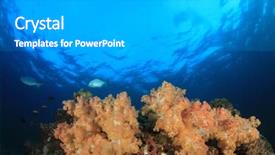  Presentation with tuna fish underwater in ocean - Cool new PPT theme with red sea - underwater coral reef and fish backdrop and a light gray colored foreground