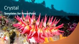  Presentation with food red - Audience pleasing PPT theme consisting of red-sea-anemone-attached backdrop and a ocean colored foreground