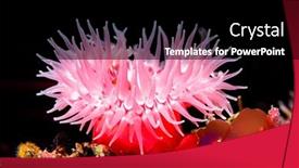  Presentation with food red - Amazing slide set having red-sea-anemone-attached backdrop and a black colored foreground