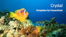  Presentation with sea - Audience pleasing presentation consisting of red sea anemonefish clownfish - nemo backdrop and a gray colored foreground