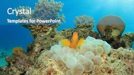  Presentation with sea coral - Colorful presentation theme enhanced with red sea anemonefish in anemone underwater on coral reef backdrop and a teal colored foreground