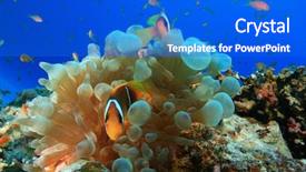  Presentation with amphiprion ocellaris clownfish in marine - Colorful presentation enhanced with red sea anemonefishes amphiprion bicinctus backdrop and a cobalt blue colored foreground
