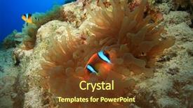  Presentation with aquarium sea anemone - Presentation theme featuring red sea anemonefishes in bubble background and a  colored foreground