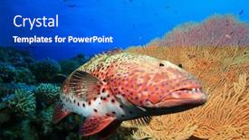  Presentation with sea coral - Cool new presentation theme with red-sea-coral-grouper-beside backdrop and a cobalt blue colored foreground