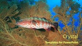  Presentation with sea coral - Presentation enhanced with red-sea-coral-grouper-beside background and a tawny brown colored foreground