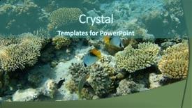  Presentation with sea coral - Theme having red sea coral reef and butterflyfishes background and a ocean colored foreground
