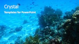  Presentation with sea coral - PPT theme having red sea coral reef background and a gray colored foreground