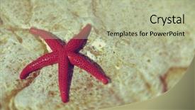  Presentation with red star - Colorful PPT theme enhanced with red sea star backdrop and a mint green colored foreground