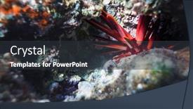  Presentation with stones - Cool new theme with red-sea-urchin-hiding-between backdrop and a tawny brown colored foreground