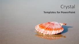  Presentation with reflection - Presentation having red-shall-with-reflection-laying background and a light gray colored foreground