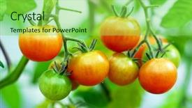  Presentation with greenhouse - PPT theme having red sherry tomatoes background and a seafoam green colored foreground