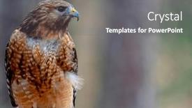  Presentation with hawk - Presentation having red-shouldered-hawk-buteo-lineatus background and a gray colored foreground