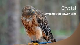  Presentation with hawk - Slide deck featuring red-shouldered-hawk-buteo-lineatus background and a gray colored foreground