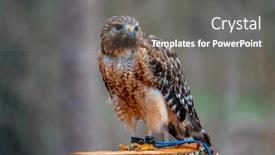  Presentation with hawk - Presentation design featuring red-shouldered-hawk-buteo-lineatus background and a gray colored foreground
