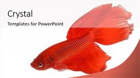  Presentation with betta fish - PPT theme with siamese fighting fish betta splendens background and a sky blue colored foreground