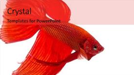  Presentation with betta fish - Audience pleasing PPT theme consisting of betta splendens isolated on white backdrop and a red colored foreground