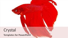  Presentation with betta fish - Slide set featuring betta splendens isolated on white background and a lemonade colored foreground