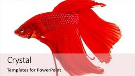  Presentation with betta fish - Presentation design consisting of betta splendens isolated on white background and a lemonade colored foreground