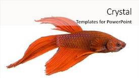  Presentation with under water - Cool new slide deck with frailty - shot of a red siamese backdrop and a sky blue colored foreground