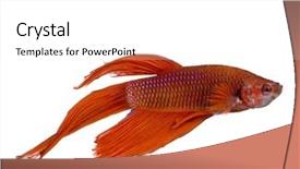  Presentation with under water - Theme having frailty - shot of a red siamese background and a white colored foreground