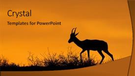  Presentation with south africa - Beautiful PPT theme featuring red sky kalahari desert backdrop and a gold colored foreground