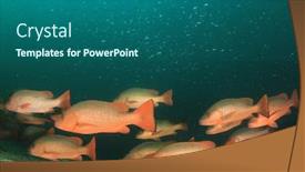  Presentation with underwater - Amazing PPT layouts having red-snapper-fish-school-underwater backdrop and a ocean colored foreground