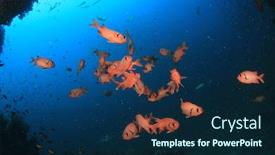  Presentation with coral - Presentation design enhanced with red-soldierfish-fish-on-coral background and a navy blue colored foreground