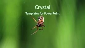  Presentation with spider - Cool new PPT theme with black widow spiders - red spider on green background backdrop and a forest green colored foreground