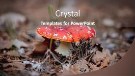  Presentation with growing - Slide set featuring red-spotted-amanita-growing background and a violet colored foreground