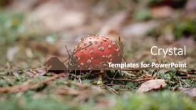  Presentation with growing - Slide set enhanced with red-spotted-amanita-growing background and a coral colored foreground