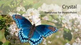  Presentation with purple butterfly - Cool new presentation theme with red spotted purple admiral butterfly backdrop and a soft green colored foreground