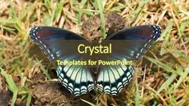 Presentation with purple butterfly - Cool new slide set with red-spotted purple admiral butterfly backdrop and a tawny brown colored foreground