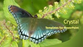  Presentation with purple butterfly - Cool new PPT theme with red-spotted purple admiral butterfly backdrop and a tawny brown colored foreground