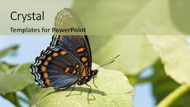  Presentation with purple butterfly - Beautiful slide set featuring red spotted purple admiral butterfly backdrop and a mint green colored foreground