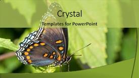  Presentation with purple butterfly - Slide set having red spotted purple admiral butterfly background and a yellow colored foreground