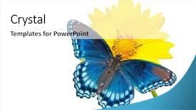  Presentation with purple butterfly - Slide deck enhanced with red-spotted purple admiral butterfly background and a white colored foreground