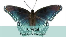  Presentation with purple butterfly - Slide deck featuring red spotted purple admiral limenitis background and a seafoam green colored foreground