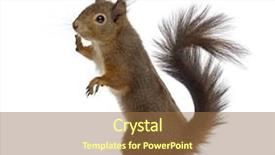  Presentation with currant black white and red - Presentation theme featuring red squirrel in front background and a tawny brown colored foreground