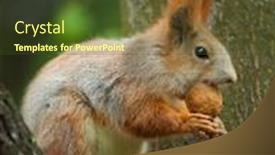  Presentation with nut - Presentation design having red squirrel siting background and a tawny brown colored foreground