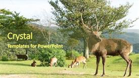  Presentation with deer - Theme featuring red stag deer background and a tawny brown colored foreground