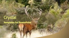  Presentation with shoulder - Beautiful theme featuring red stag looking over his shoulder at viewer backdrop and a tawny brown colored foreground