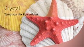  Presentation with seashell - Presentation theme featuring red starfish and colored seashell background and a yellow colored foreground