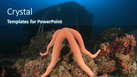  Presentation with starfish - Audience pleasing theme consisting of red starfish on coral reef backdrop and a ocean colored foreground