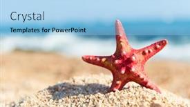  Presentation with starfish - 