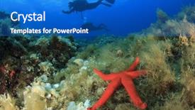  Presentation with divers - Presentation enhanced with red starfish underwater and scuba divers background and a cobalt blue colored foreground