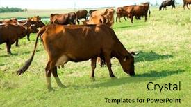  Presentation with pasture - Slides enhanced with red steppe cows on a pasture background and a yellow colored foreground