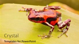  Presentation with poison - Cool new slides with red-strawberry-poison-arrow-frog backdrop and a yellow colored foreground