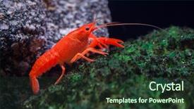  Presentation with swamp - Presentation theme having red swamp crawfish procambarus clarkii background and a tawny brown colored foreground