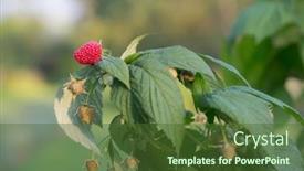  Presentation with growing - Cool new theme with red-sweet-berries-growing backdrop and a tawny brown colored foreground
